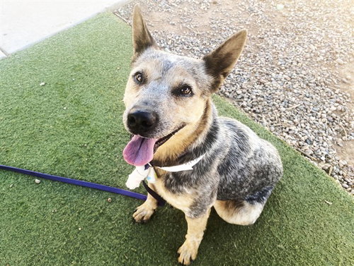 AZUL, a dog for adoption from Maricopa County Animal Care & Control - West Valley Animal Care Center