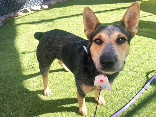 COBALT, a dog for adoption from Maricopa County Animal Care & Control - West Valley Animal Care Center