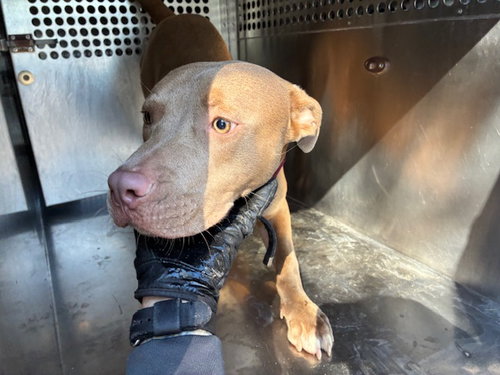 ROYCE, a dog for adoption from Maricopa County Animal Care & Control - West Valley Animal Care Center