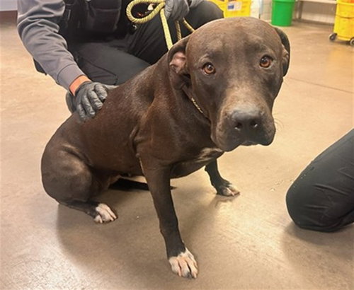 ARLENE, a dog for adoption from Maricopa County Animal Care & Control - West Valley Animal Care Center