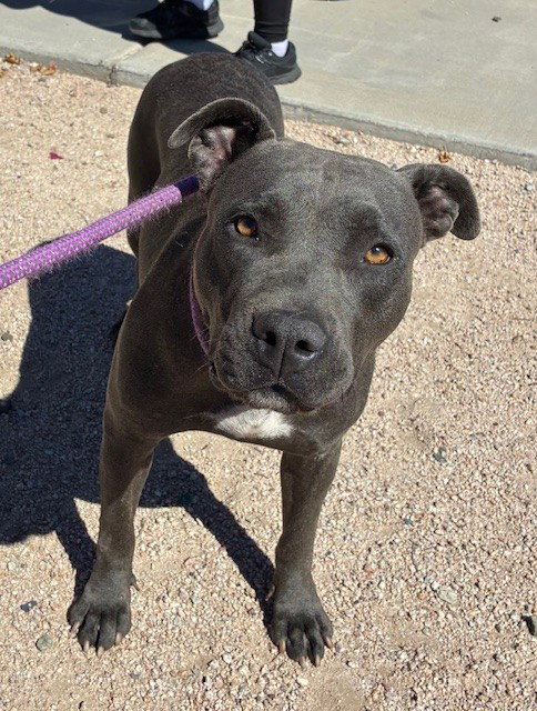 LAURIE, a dog for adoption from Maricopa County Animal Care & Control - West Valley Animal Care Center