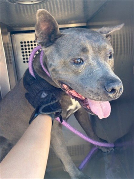 JUDITH, a dog for adoption from Maricopa County Animal Care & Control - West Valley Animal Care Center