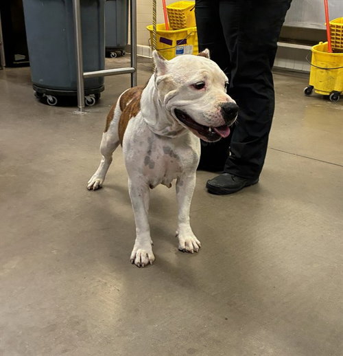 MS PEPPER, a dog for adoption from Maricopa County Animal Care & Control - West Valley Animal Care Center