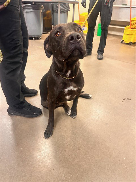 JULIA, a dog for adoption from Maricopa County Animal Care & Control - West Valley Animal Care Center