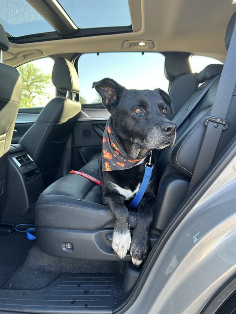 MUSTANG, a dog for adoption from Maricopa County Animal Care & Control - West Valley Animal Care Center