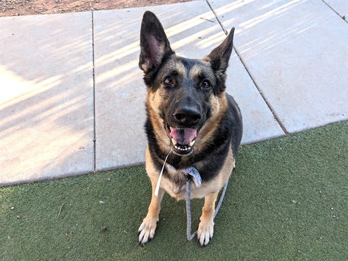 ATHENA, a dog for adoption from Maricopa County Animal Care & Control - West Valley Animal Care Center