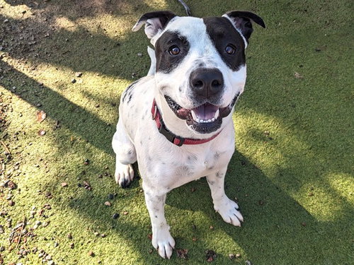 STEVE, a dog for adoption from Maricopa County Animal Care & Control - West Valley Animal Care Center