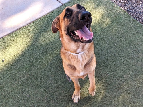 PILOT, a dog for adoption from Maricopa County Animal Care & Control - West Valley Animal Care Center