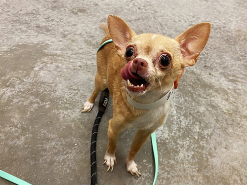 DIOR, a dog for adoption from Maricopa County Animal Care & Control - West Valley Animal Care Center