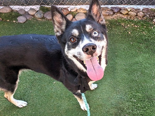 EVA, a dog for adoption from Maricopa County Animal Care & Control - West Valley Animal Care Center