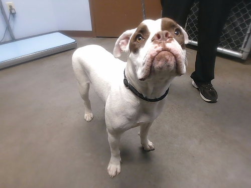 DIDI, a dog for adoption from Maricopa County Animal Care & Control - West Valley Animal Care Center