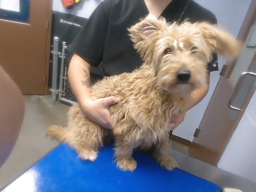 TIMMY, a dog for adoption from Maricopa County Animal Care & Control - West Valley Animal Care Center