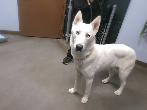 ANGEL, a dog for adoption from Maricopa County Animal Care & Control - West Valley Animal Care Center