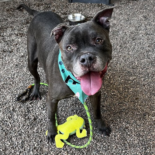 SLATE, a dog for adoption from Maricopa County Animal Care & Control - West Valley Animal Care Center