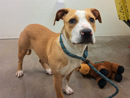 CONFETTI, a dog for adoption from Maricopa County Animal Care & Control - West Valley Animal Care Center