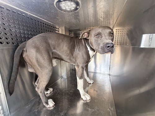 CISCO, a dog for adoption from Maricopa County Animal Care & Control - West Valley Animal Care Center