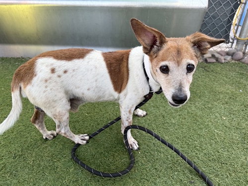 CARL, a dog for adoption from Maricopa County Animal Care & Control - West Valley Animal Care Center