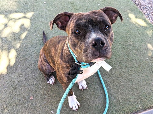 LYDIA, a dog for adoption from Maricopa County Animal Care & Control - West Valley Animal Care Center