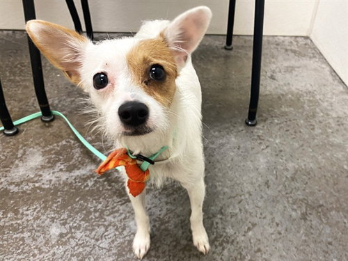 AUNTIE EM, a dog for adoption from Maricopa County Animal Care & Control - West Valley Animal Care Center