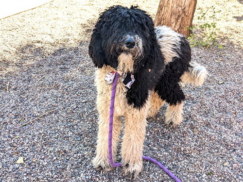 ELVIS, a dog for adoption from Maricopa County Animal Care & Control - West Valley Animal Care Center