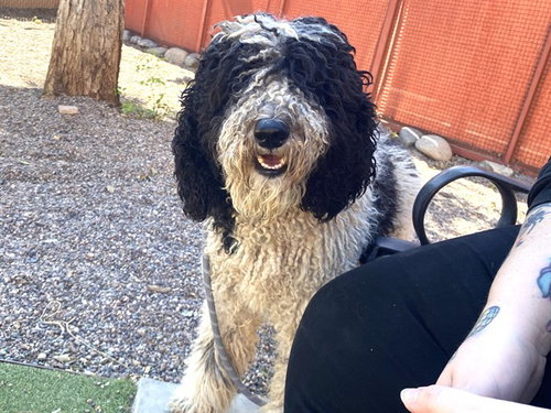 DEAN, a dog for adoption from Maricopa County Animal Care & Control - West Valley Animal Care Center