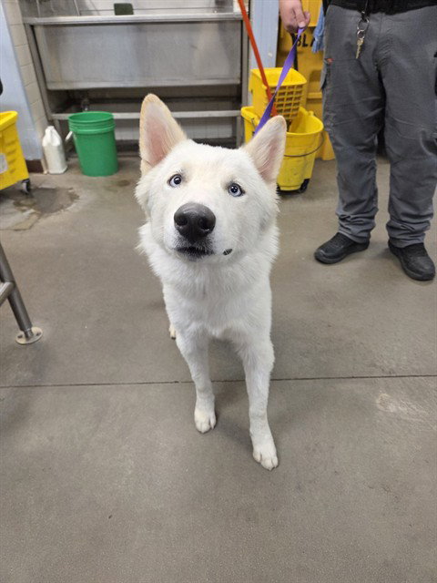 TOPAZ, a dog for adoption from Maricopa County Animal Care & Control - West Valley Animal Care Center