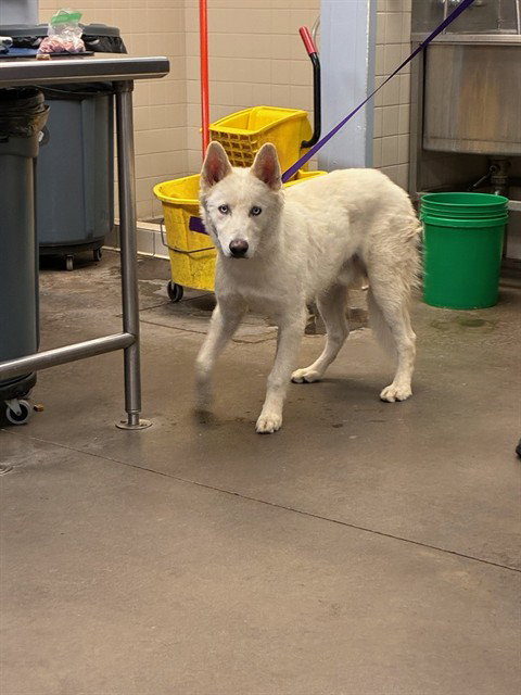 STONE, a dog for adoption from Maricopa County Animal Care & Control - West Valley Animal Care Center