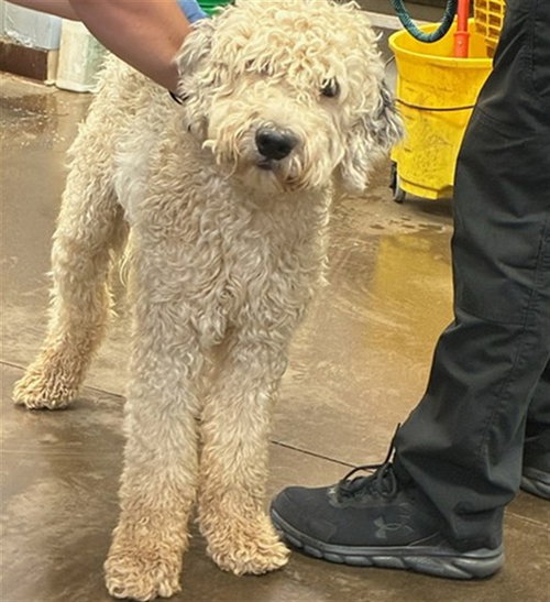 PHANTOM, a dog for adoption from Maricopa County Animal Care & Control - West Valley Animal Care Center