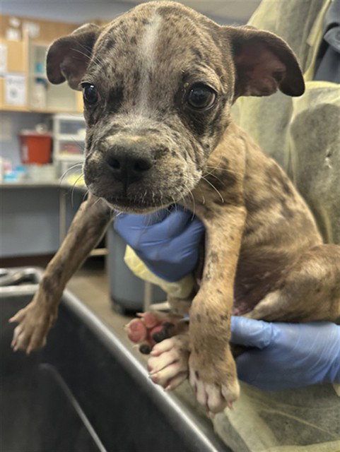 DUST, a dog for adoption from Maricopa County Animal Care & Control - West Valley Animal Care Center