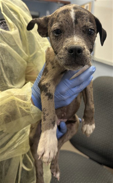 MOUSE, a dog for adoption from Maricopa County Animal Care & Control - West Valley Animal Care Center
