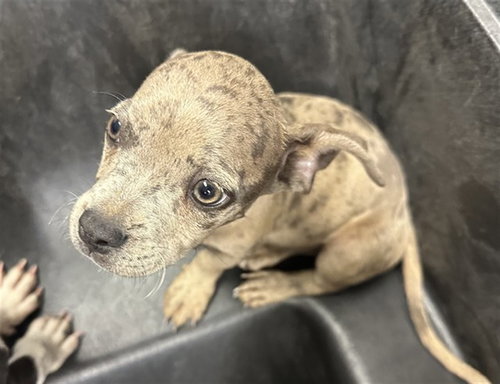 BEARCLAW, a dog for adoption from Maricopa County Animal Care & Control - West Valley Animal Care Center