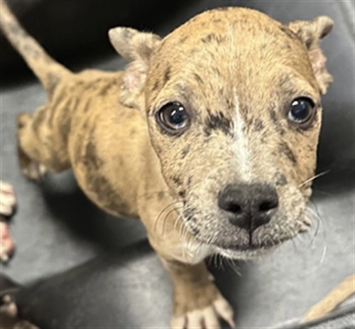 LIPS, a dog for adoption from Maricopa County Animal Care & Control - West Valley Animal Care Center