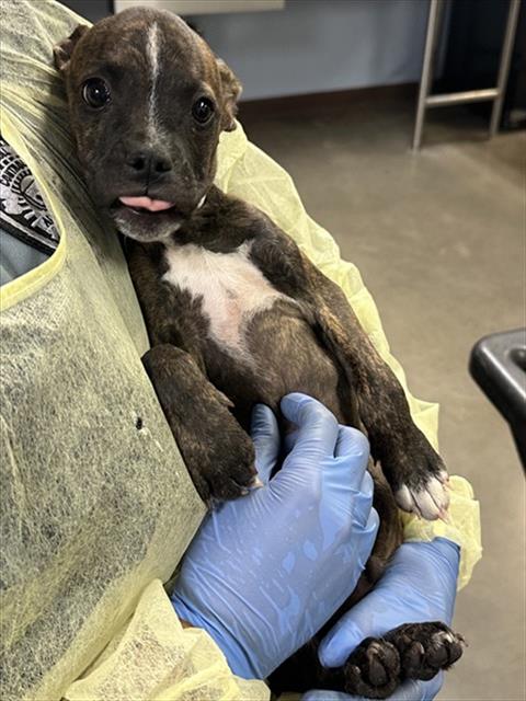 SHARKBARK, a dog for adoption from Maricopa County Animal Care & Control - West Valley Animal Care Center