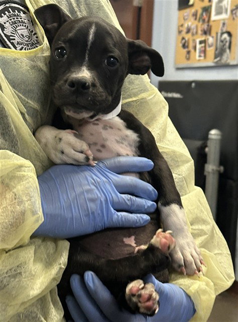KING PUP, a dog for adoption from Maricopa County Animal Care & Control - West Valley Animal Care Center