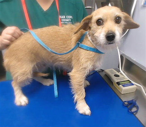 DORTHY, a dog for adoption from Maricopa County Animal Care & Control - West Valley Animal Care Center