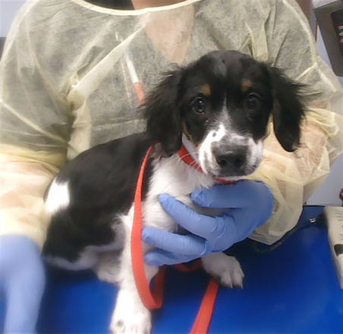 ARTIE, a dog for adoption from Maricopa County Animal Care & Control - West Valley Animal Care Center