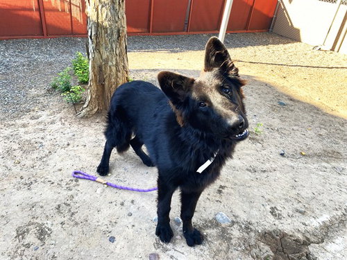 MACCHIATO, a dog for adoption from Maricopa County Animal Care & Control - West Valley Animal Care Center