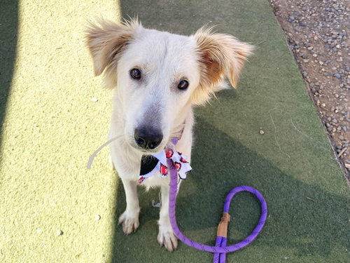PEPPY, a dog for adoption from Maricopa County Animal Care & Control - West Valley Animal Care Center