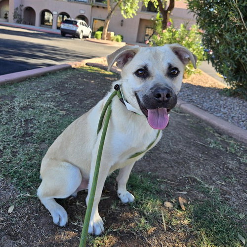 PARMESAN, a dog for adoption from Maricopa County Animal Care & Control - West Valley Animal Care Center