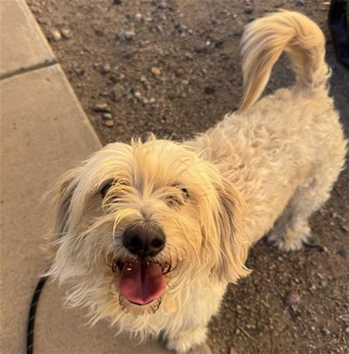 BOBBI, a dog for adoption from Maricopa County Animal Care & Control - West Valley Animal Care Center
