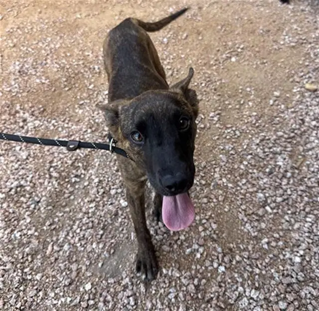 Amethyst - Dutch Shepherd