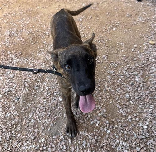 AMETHYST, a dog for adoption from Maricopa County Animal Care & Control - West Valley Animal Care Center