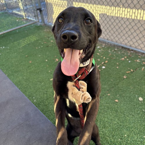 AQUAMARINE, a dog for adoption from Maricopa County Animal Care & Control - West Valley Animal Care Center