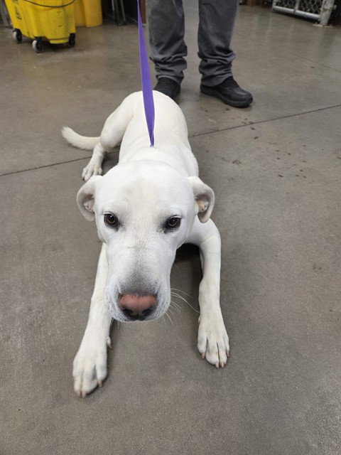 SIR WIGGLES, a dog for adoption from Maricopa County Animal Care & Control - West Valley Animal Care Center
