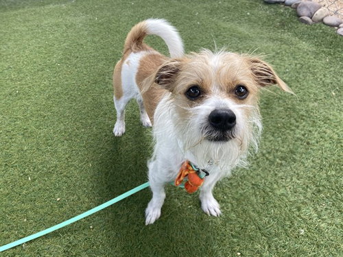 EDAMAME, a dog for adoption from Maricopa County Animal Care & Control - West Valley Animal Care Center