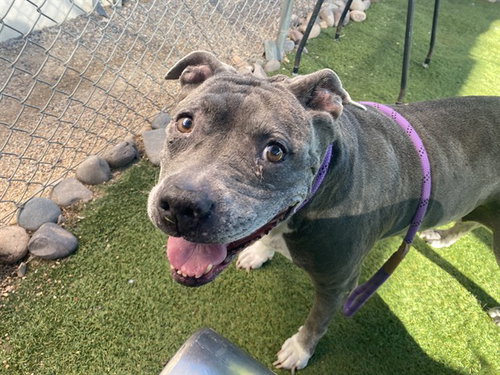 MRS CLEATS, a dog for adoption from Maricopa County Animal Care & Control - West Valley Animal Care Center