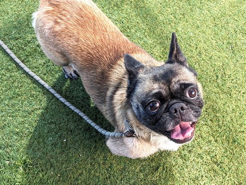 MISCHE, a dog for adoption from Maricopa County Animal Care & Control - West Valley Animal Care Center