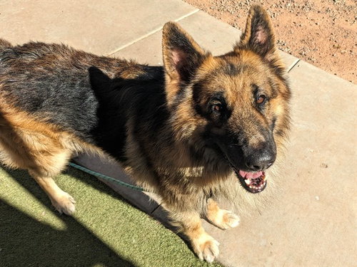 ROLO, a dog for adoption from Maricopa County Animal Care & Control - West Valley Animal Care Center