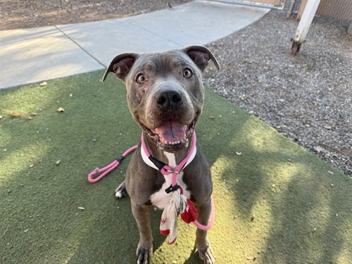 SASHA, a dog for adoption from Maricopa County Animal Care & Control - West Valley Animal Care Center