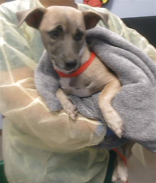 NELLIE, a dog for adoption from Maricopa County Animal Care & Control - West Valley Animal Care Center